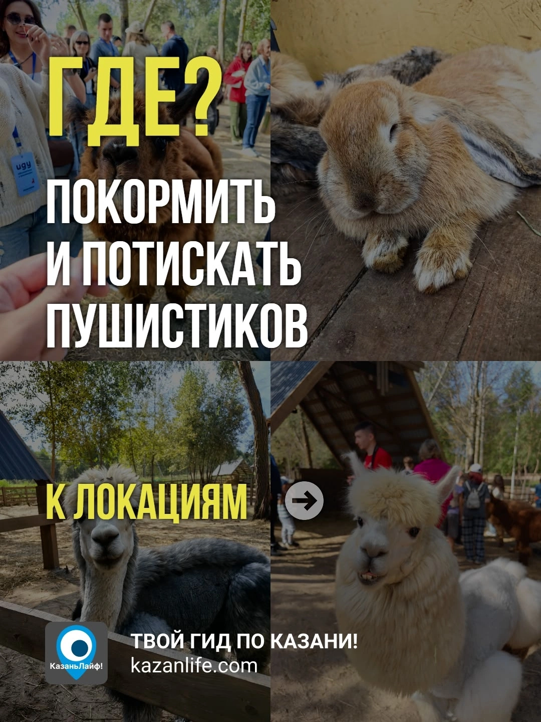 ТОП-7 мест в Казани и Татарстане, где можно погладить альпак, белок и верблюдов в 2026 году