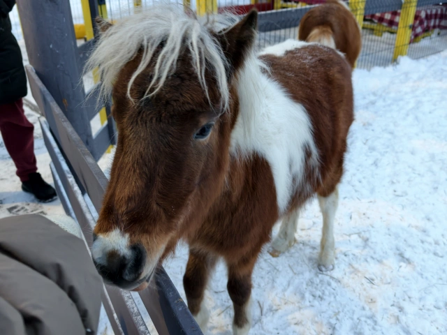 Ферма гномов