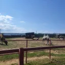 Ферма Верблюдов в Болгары 0