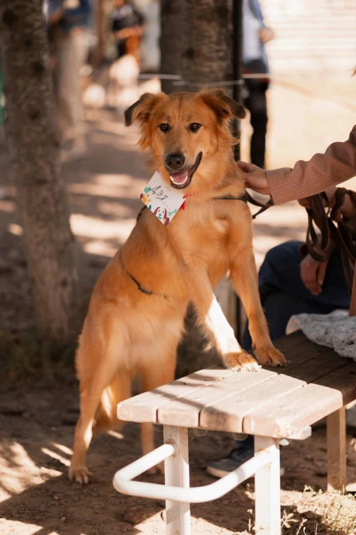 Акция «Лапа дружбы» Акция «Лапа дружбы»